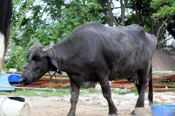 Fototapeta premium close up shot of buffalo italian buffalo and indian buffalo