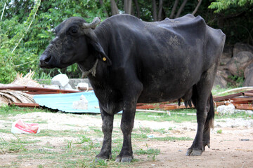 Fototapeta premium close up shot of buffalo italian buffalo and indian buffalo