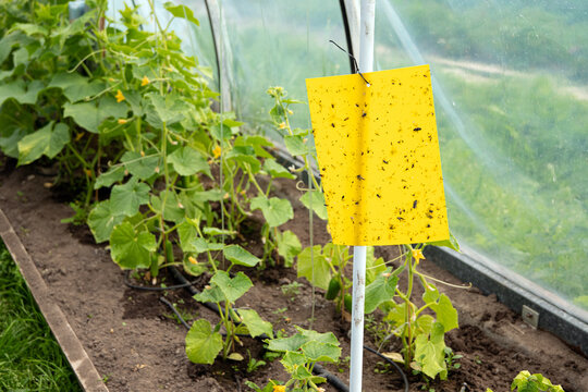 Yellow sticky flying insect glue trap board hanging inside greenhouse. Agriculture pest control concept. Cucumber plants growing in a row.
