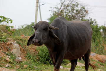 close up shot of buffalo italian buffalo and indian buffalo