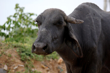 close up shot of buffalo italian buffalo and indian buffalo