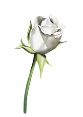 A rose branch with closed small and medium buds. Green stems and leaves. There are no thorns. Vintage style. Watercolor illustration.