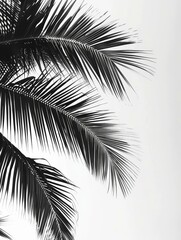 Obraz premium Palm fronds are silhouetted against a white sky