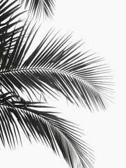 Obraz premium A close-up shot of palm tree fronds against a bright white sky, showing the delicate structure of the leaves