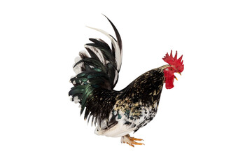 Colorful rooster crows isolated on transparent background