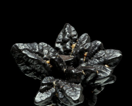 close up Limonite pseudomorph after marcasite on black background