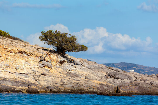 A resilient tree clings to a rocky shoreline in Antiparos, Greece, against a backdrop of blue skies and serene waters. This scene epitomizes the rugged beauty of the Cycladic islands.