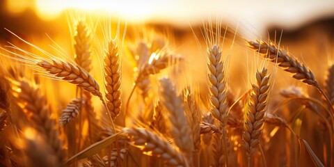 Wheat field nature outdoor plant countryside agriculture close up steam scene view