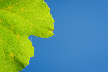 Grape leaf. Fresh green grape leaf against blue sky background close-up. Copy space