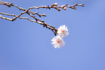 シキザクラ（四季桜）