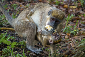 African Green Monkey on the ground eating a banana with its baby