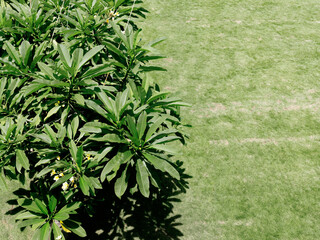 Serene aerial view of a solitary tree standing tall in the heart of a lush green meadow