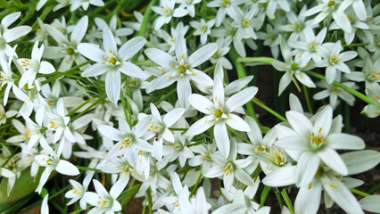 Poultry umbelliferum. Selective focus. Close-up of white flowers in the garden. Spring season