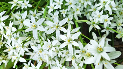 Poultry umbelliferum. Selective focus. Close-up of white flowers in the garden. Spring season