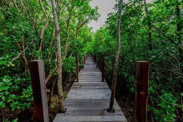 Obraz premium The natural background of the mangrove forest, with many types of trees growing along the coast. The beauty of the ecosystem and is a shelter or nursery for small aquatic animals.