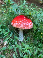 amanita muscaria fly agaric