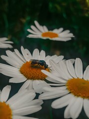 Obraz premium A fly on a daisy. Daisies in close-up. An insect on a flower. Forest, clearing. Insects. Dark photo.