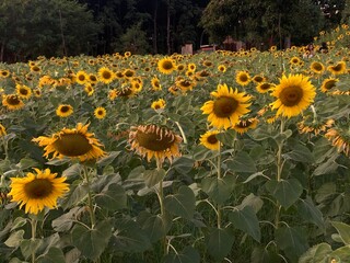 sunflowers in the field