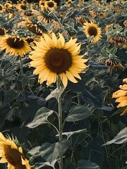 sunflowers in the field