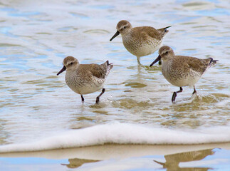 Sandpiper