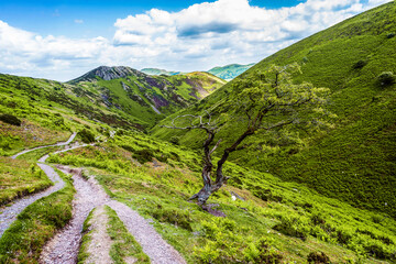 A peculiar tree growing on a valley trail