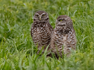 owl in the grass