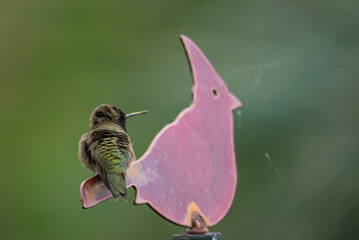 Hummingbird