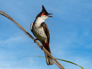 bulbul bird on grass