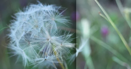Fototapete Dandelion flower with seeds ball close up in horizontal view with space for text. Postcard image design. © Sever