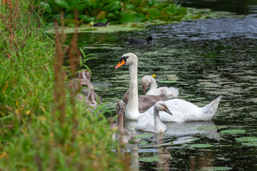 A female mute swan (Cygnus olor) swims in a pond surrounded by her chicks, about seven weeks old.