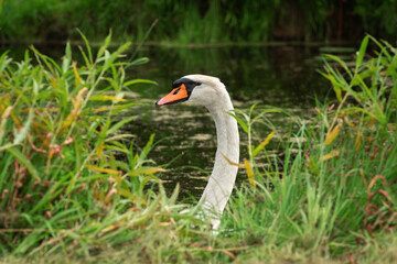 Portrait of a female mute swan (Cygnus olor) in profile in a frame of coastal vegetation
