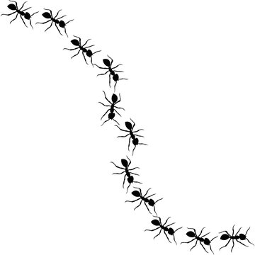 recommend clip art: Ants line. Group of ant. Ant and insect silhouette. Ants community