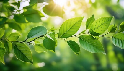 Green Leaves in Sunlit Forest