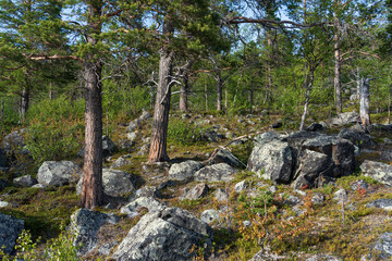 Pine trees in rocky landscape