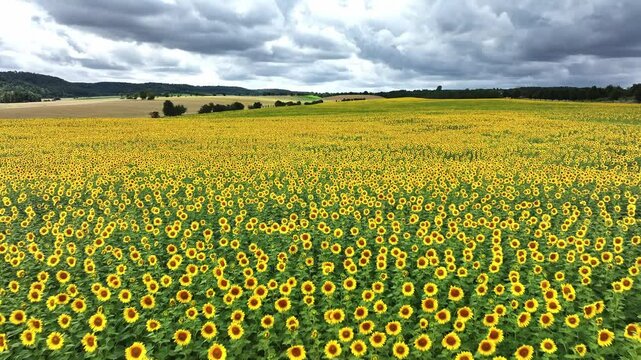 Fast flight over sunflower field in Germany. Yellow flowers as far as the horizon. Cloudy sky with changeable weather.