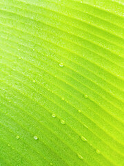 Abstract blurred background image  from leaves with water droplets on them  After the rain it looks natural and beautiful.