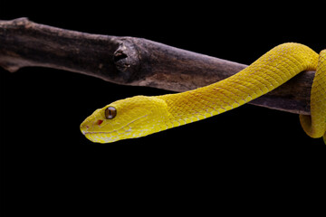 Yellow viper snake isolated on black background, Yellow White-lipped Pit Viper (Trimeresurus insularis)
