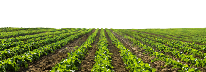 Picturesque agricultural field, panoramic view, cut out