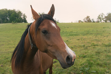 Obraz premium Porträt eines schönen Araber Pferdes