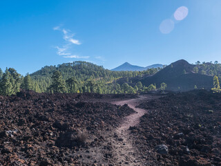Volcanic landscape at Chinyero circular hiking trail. Black ground of lava rocks, green endemic Canary island pines, clear blue sky. and view of Pico del Teide volcano. Tenerife, Spain