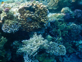 coral reef life