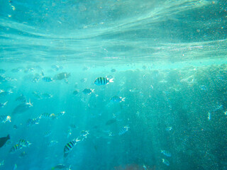 in the middle of a shoal of fish