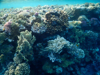 coral reef life