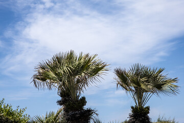 Zielone palmy na tle niebieskiego nieba