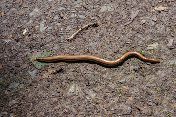 A detailed image of a slim snake, Anguis fragilis, moving across a textured surface in its natural habitat