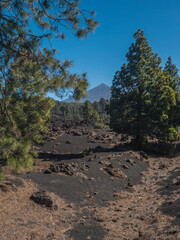 Volcanic landscape at Chinyero volcano circular hiking trail. Black ground of lava ash and rock, green endemic Canary island pines, atlantic ocean and clear blue sky. Tenerife, Spain