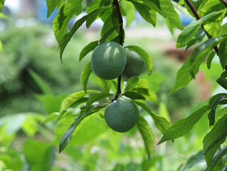 Summer fruit plums on trees