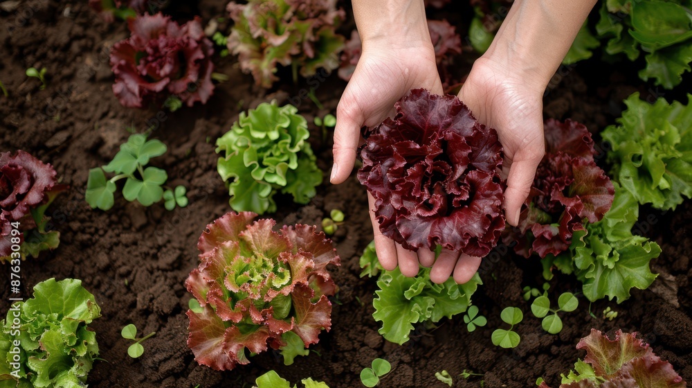 Poster hands holding fresh lettuce