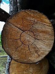 Naklejka premium cut tree trunk