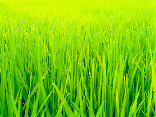 Background image of green rice plants  In the abundance of nature  There are morning dew drops.